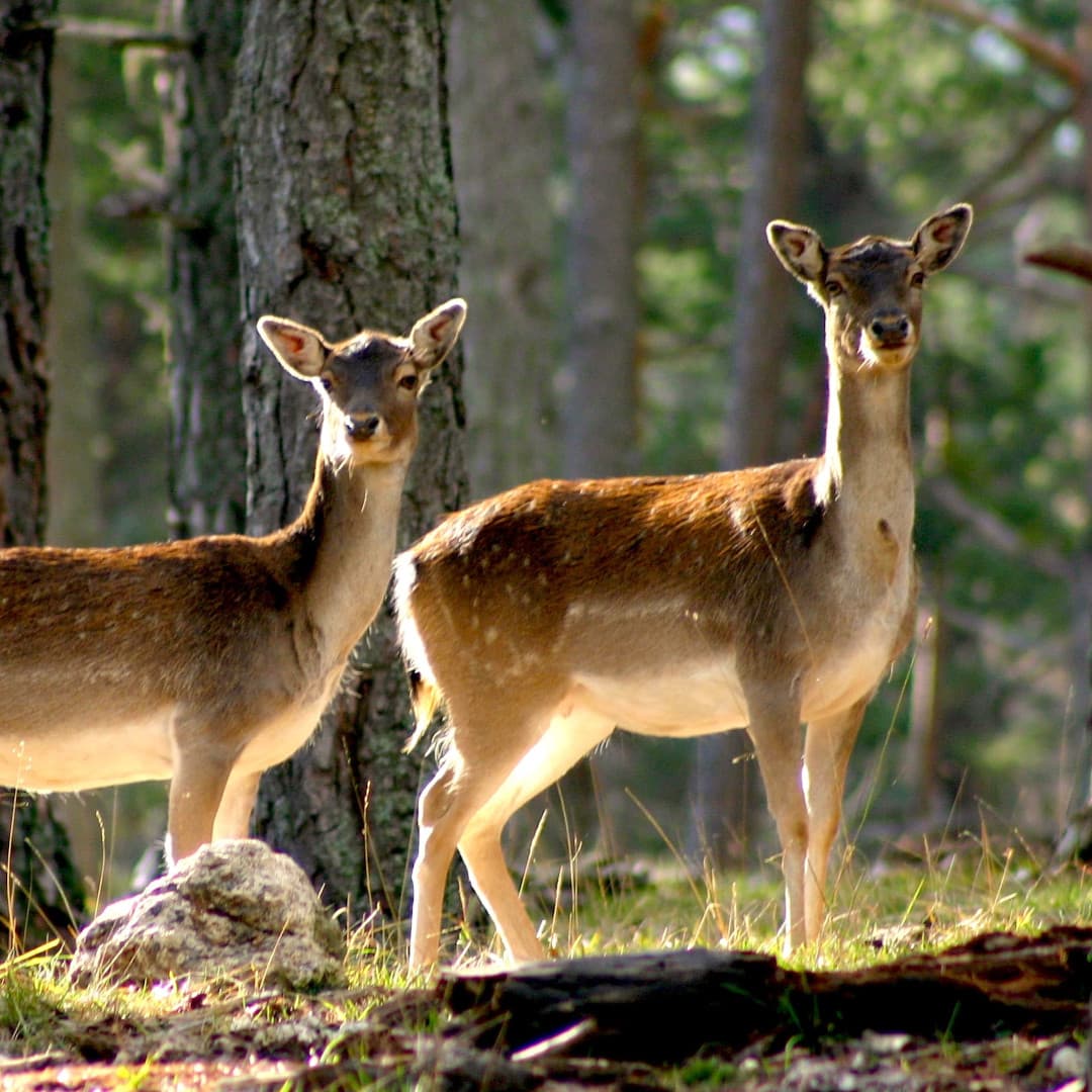 3 activités originales autour de Nice